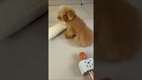 cachorro peidando 😂😂😂