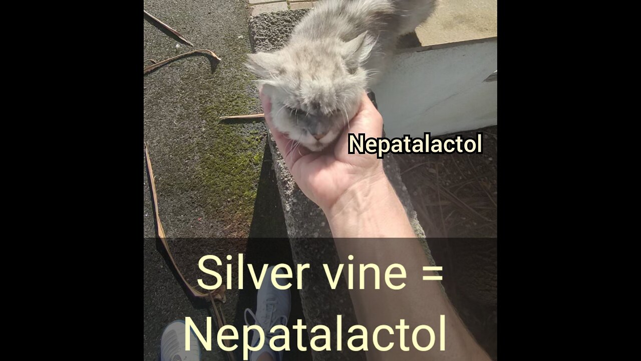Nopataltone & nepatalactol..