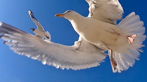 Portrait of a Seagull