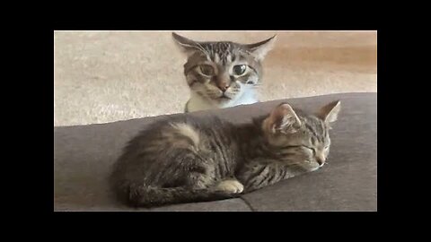 Funny animals - Funny cats dogs - Funny animal videos