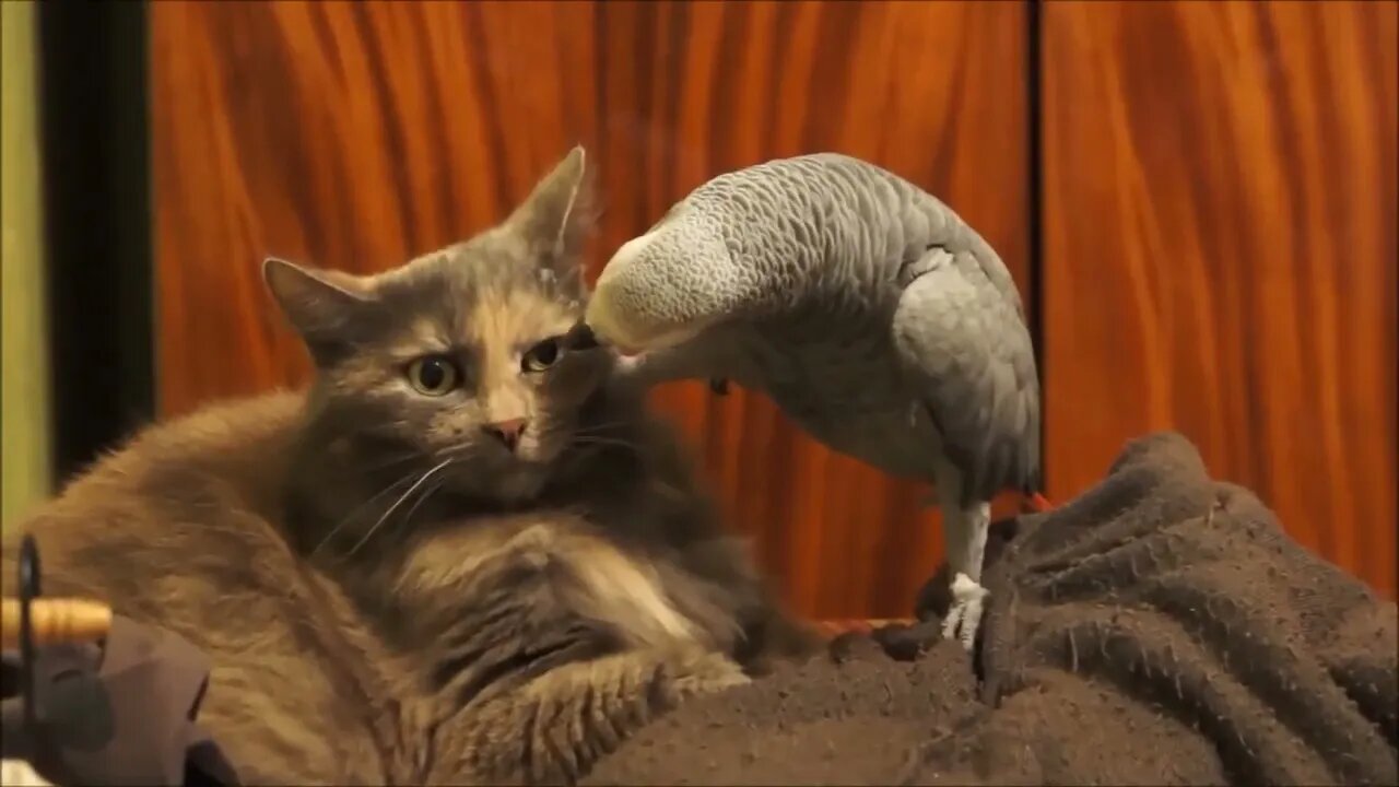 Parrot annoys cat