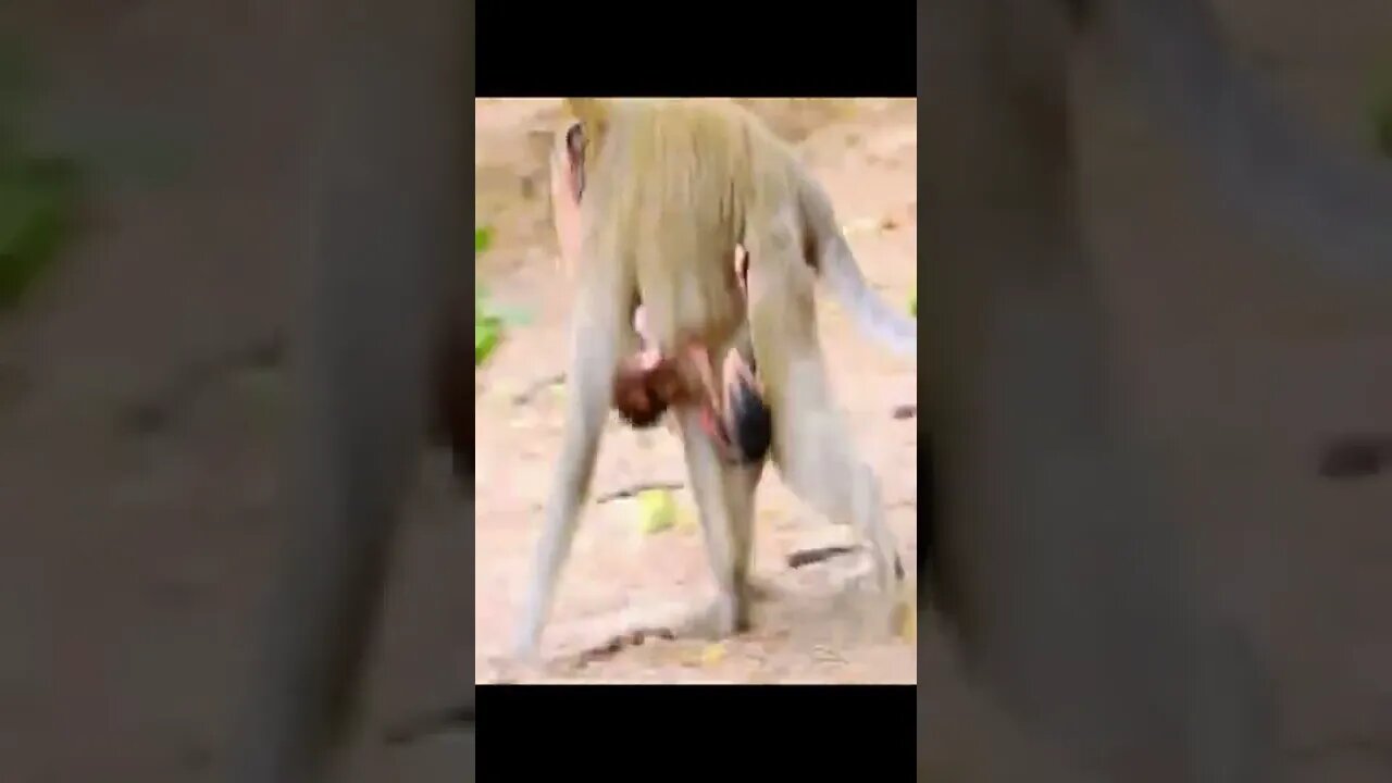 child monkey