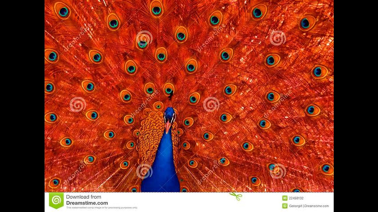 Beautiful Red Peacock