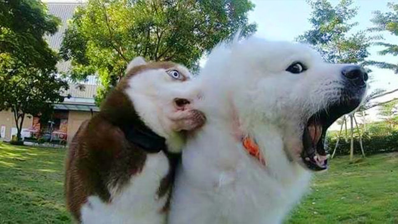 Life without a dog is incompleteš¤£