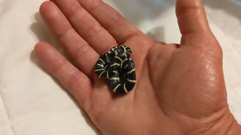 Leslie - my NEWLY aquired California King Snake B-A-B-Y !!!
