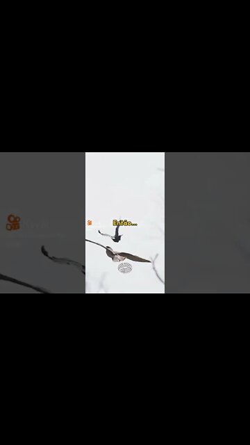 a águia e o corvo #shorts
