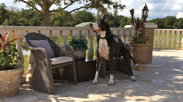 Great Dane relaxes sitting like a person on a patio chair