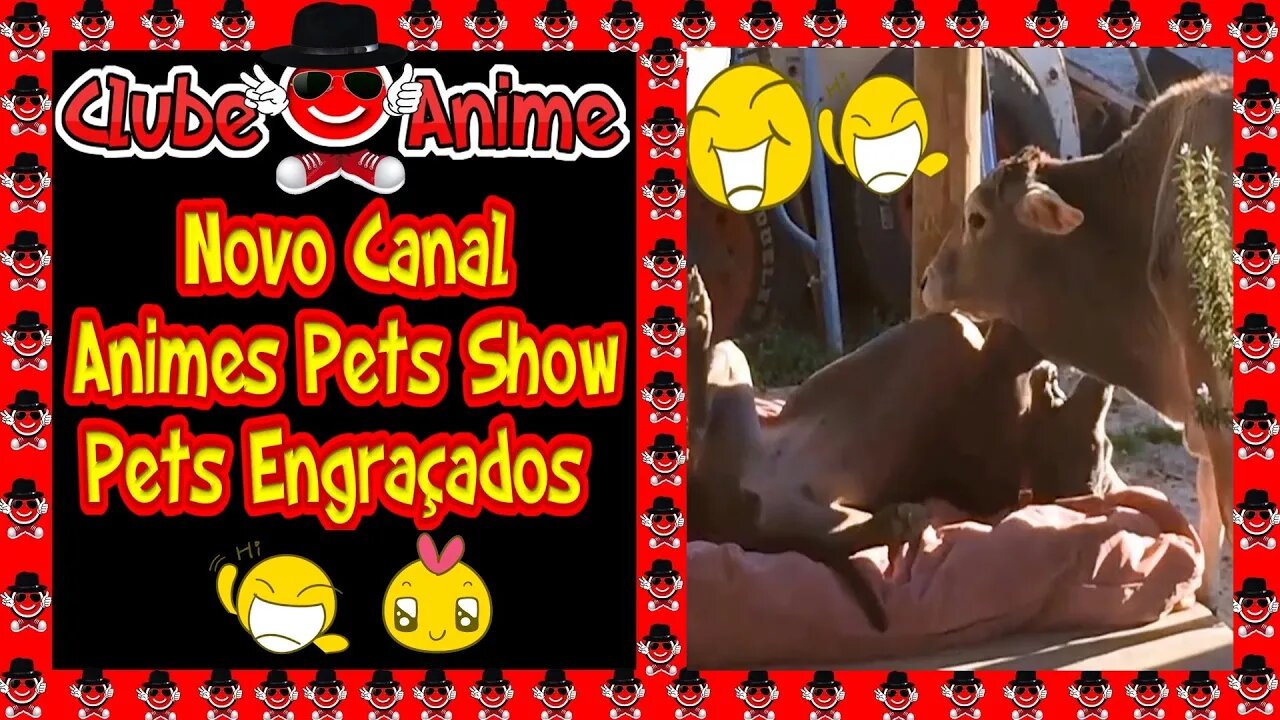 #01.Pets Engraçados| Animais engraçados| AnimesPets Show Canal Novo do Clube do Anime|2020