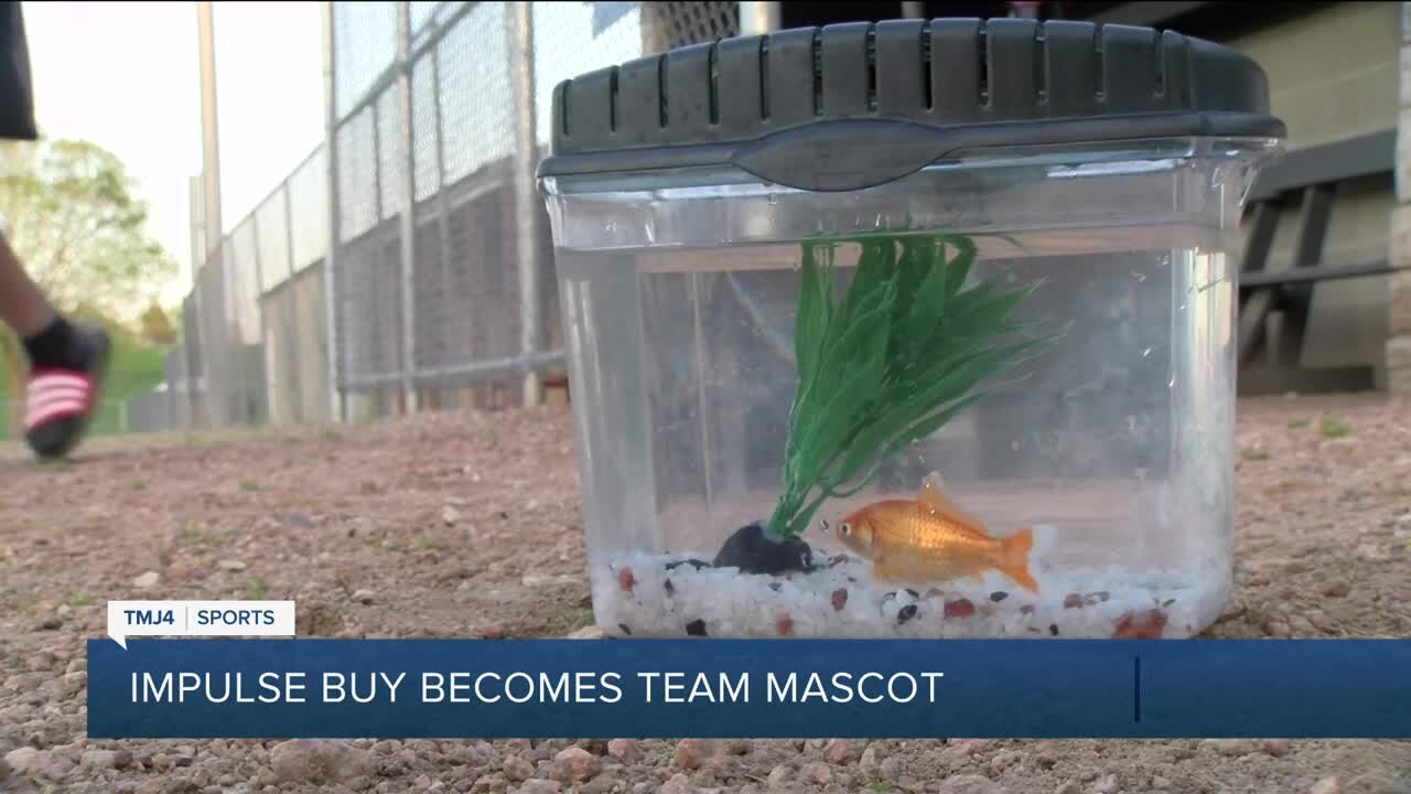 Goldfish takes over the dugout