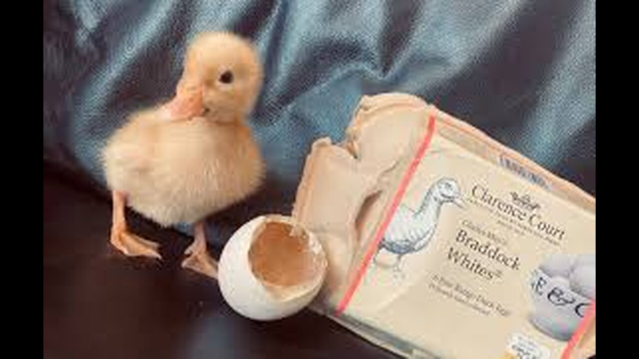 HOW A CHICKEN BORN FROM A GROCERY EGG **INTERESTING**