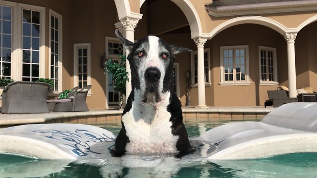 Beautiful Great Dane Relaxes in the Pool