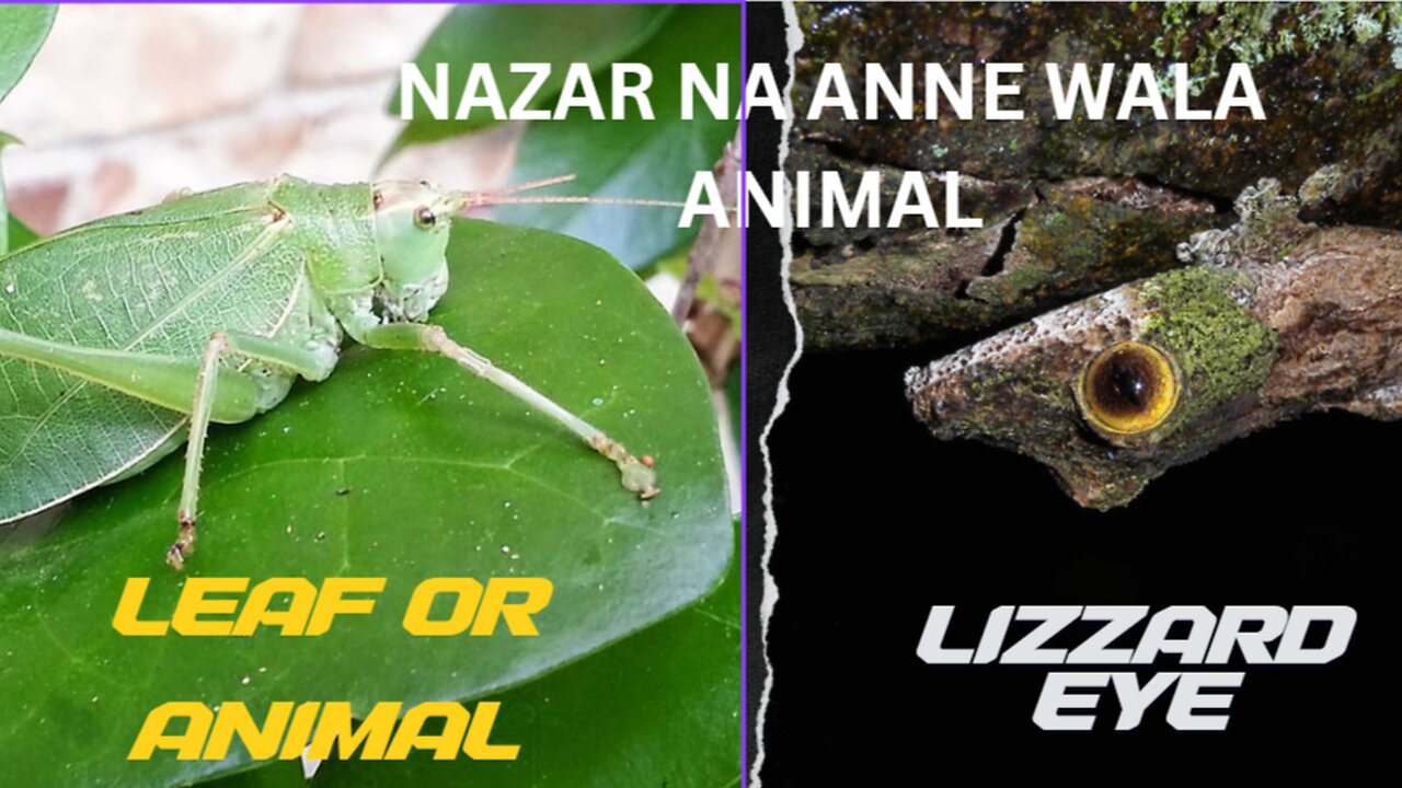 Top Most Invisible Animals In The World (nazar na anne wale janwar)