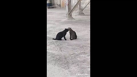 Cat's fight