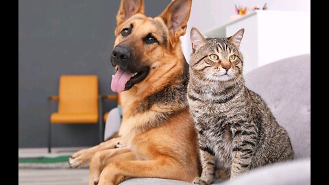 Dog and cat love 💕|German shepherd |cat nd dog |