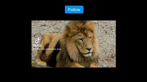 The one about Lions