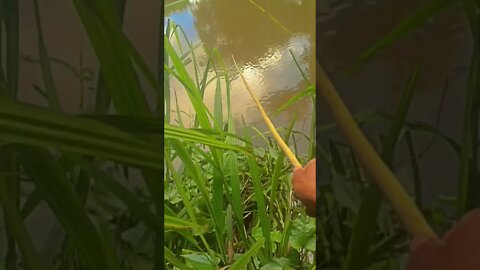 infelizmente,o jibudo🎣 não veio, mas amanhã eu vou tentar outra vez.#shorts