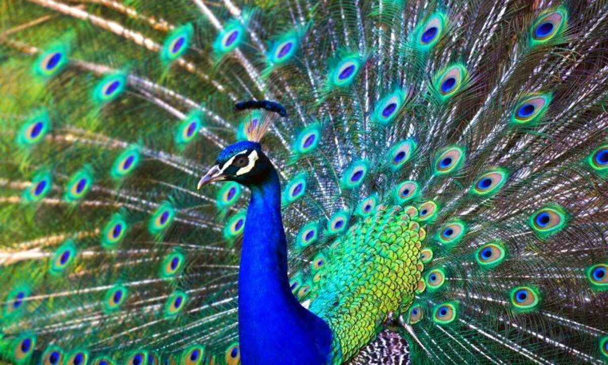 Colorful Peacock Facts | Beautiful Peacock Facts You Should | Animal Vised