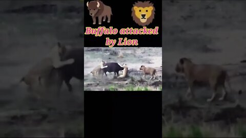 Buffalo attacked by Lion 🦁#shorts #youtubeshorts #shortvideo