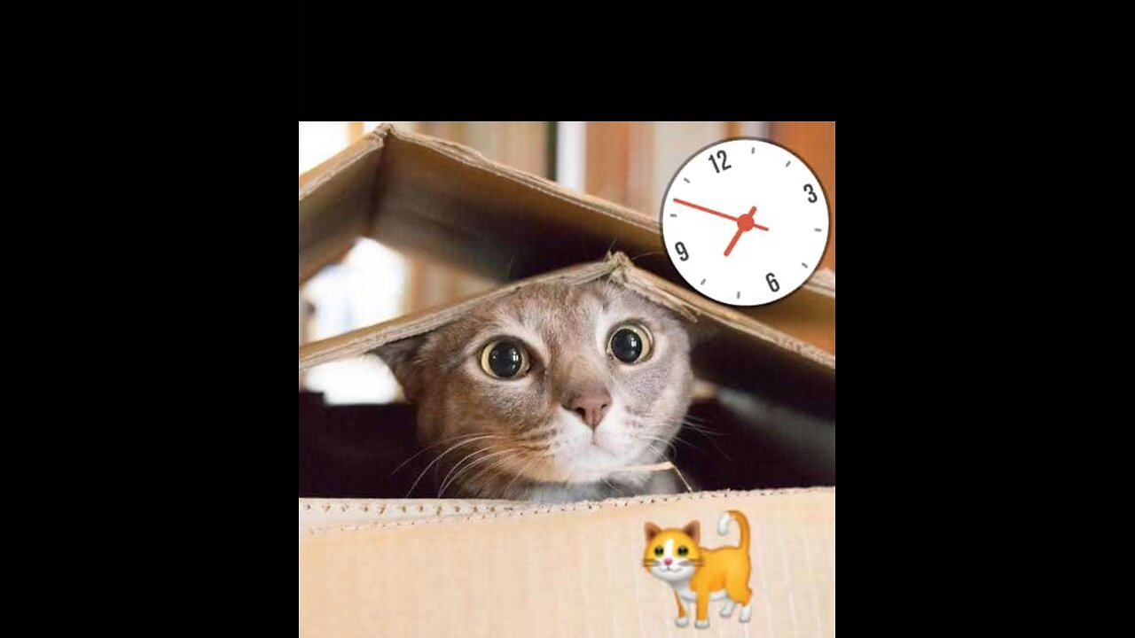Funniest cat of Social Science World 😺🐈