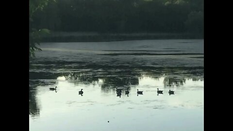 Wild goose Echo