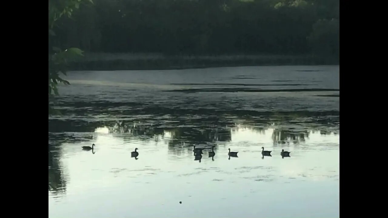 Wild goose Echo