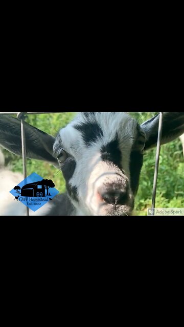 Meet the goat herd #shorts