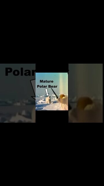 Fred Bear vs Polar Bear