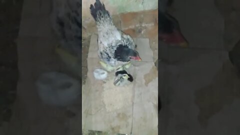 galinha cuidando dos pintinhos recém nascidos