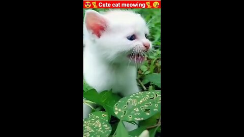 cute cat meowing