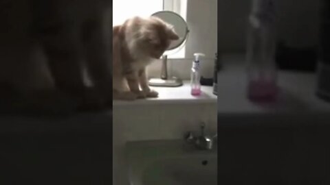 Cat Fails | drop handwasher into bath tub, Funny cute pets lovers, #Shorts