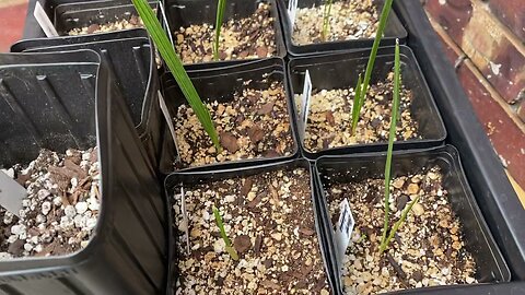 Baby CIDP palms all potted up.