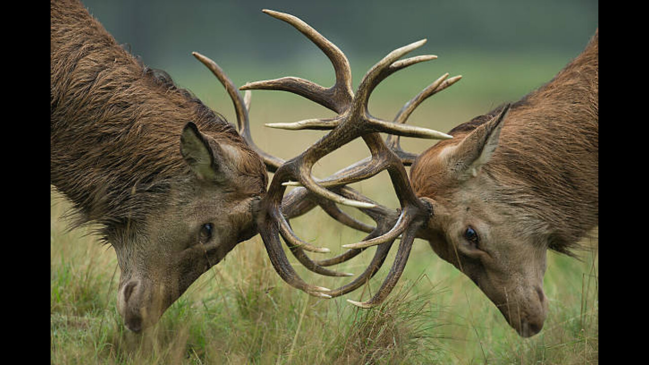 Deer Fight Club: Who Will Be the Ultimate Champion?