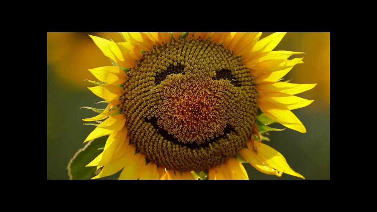 하바드 심리학강의, Harvard공개강의, 연구회, 욕망, 행복사이 놓인 벽, 심리학자, 조물주, 지네,태국, 방콕, 행복이란, 행복추구, 행복해지는비결, 상서 홍범, 재산, 오복