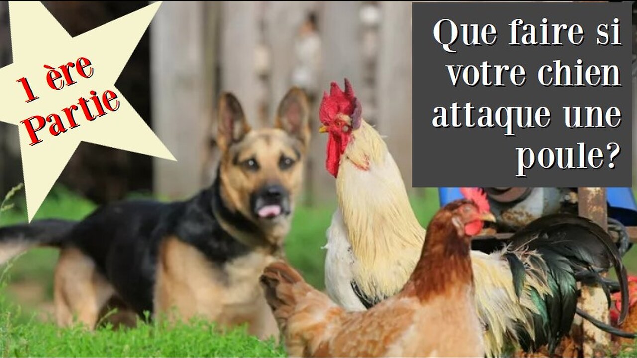 PARTIE 1 Que faire si votre chien attaque une poule