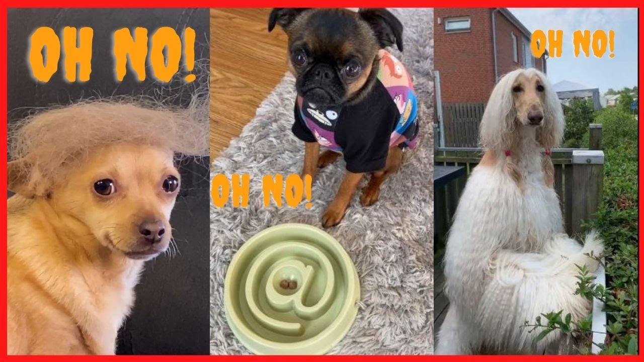 Funny Pets Reaction - Try Not To Laugh Animals | FUNDOGG