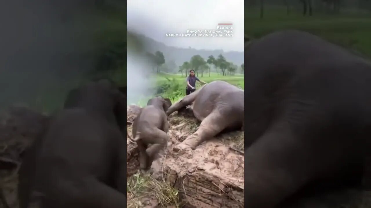 A rescue team in Thailand jumped into action after a mother elephant fainted