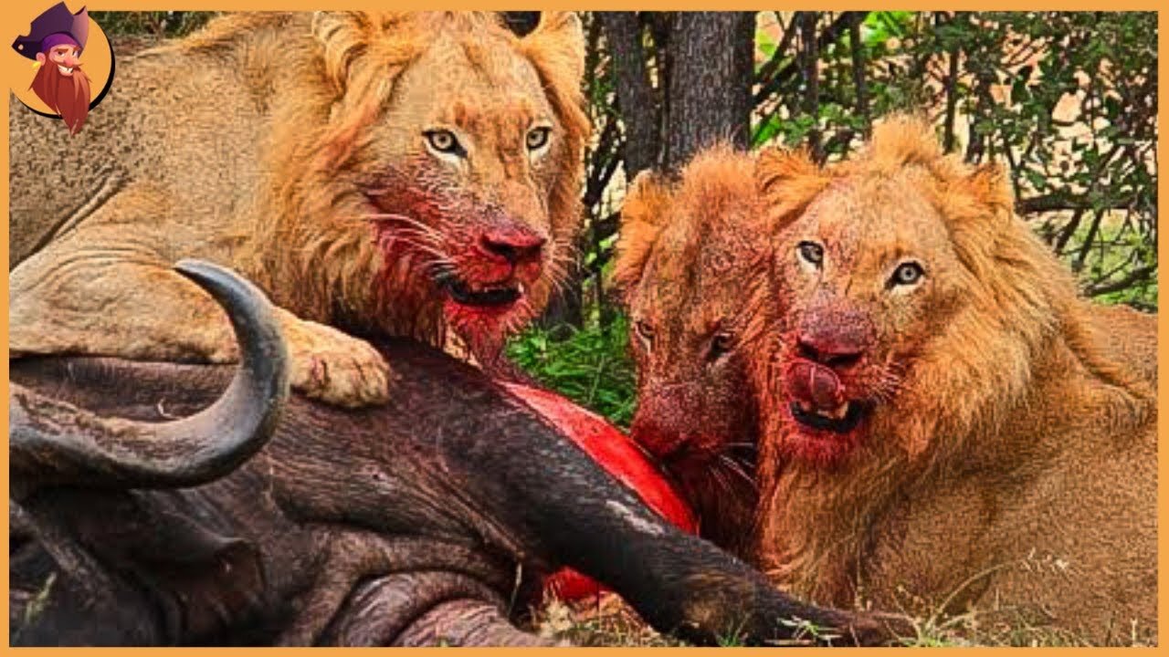 Top Brutal And Cruel Moments Of Predators Eating Their Prey Alive.