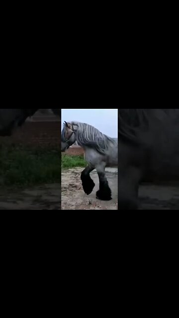 cavalo gigante 😱😱😱