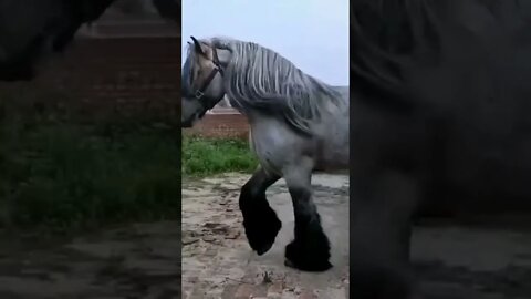 cavalo gigante 😱😱😱