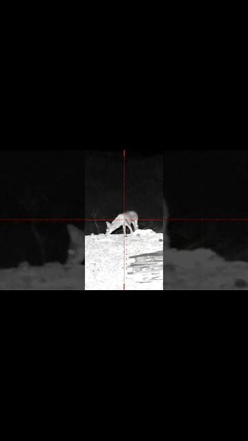 Coyote down with PCP airrifle #pcpairgun #airgunhunting #scopecam