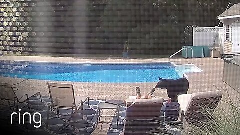 August 29, 2023Bear Wakes Up Guy Taking a Nap By The Pool Captured Via Ring Security Camera