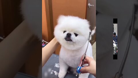 CUT MOMENT WITH A BEAUTIFULL DOG