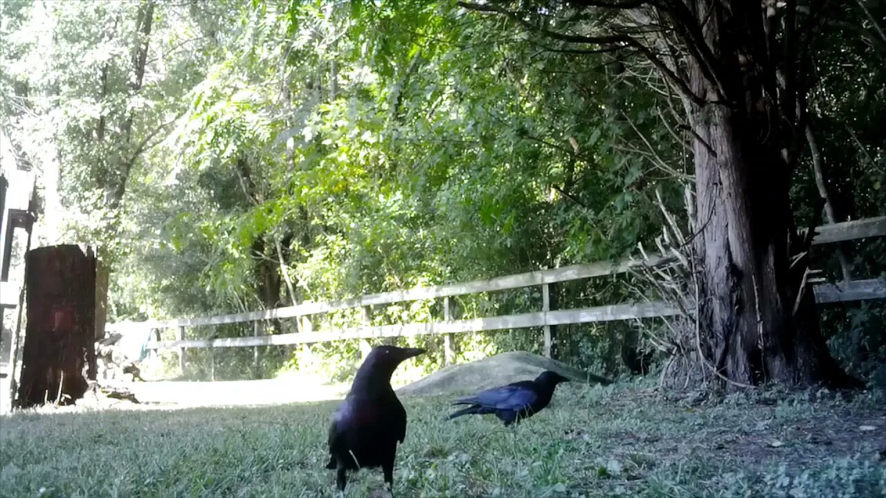 Close up crow cuz black birds matter!