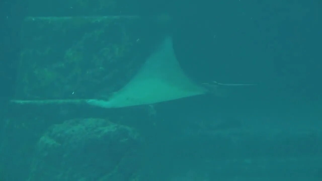 Manta Ray Swimming Past Rock Wall in Murky Water