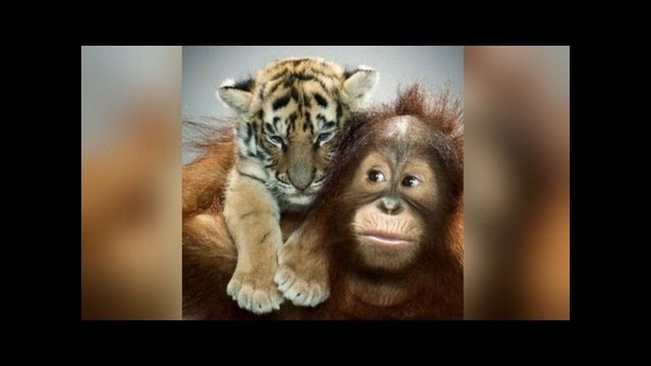 orangutan BABYSITTING tiger cubs