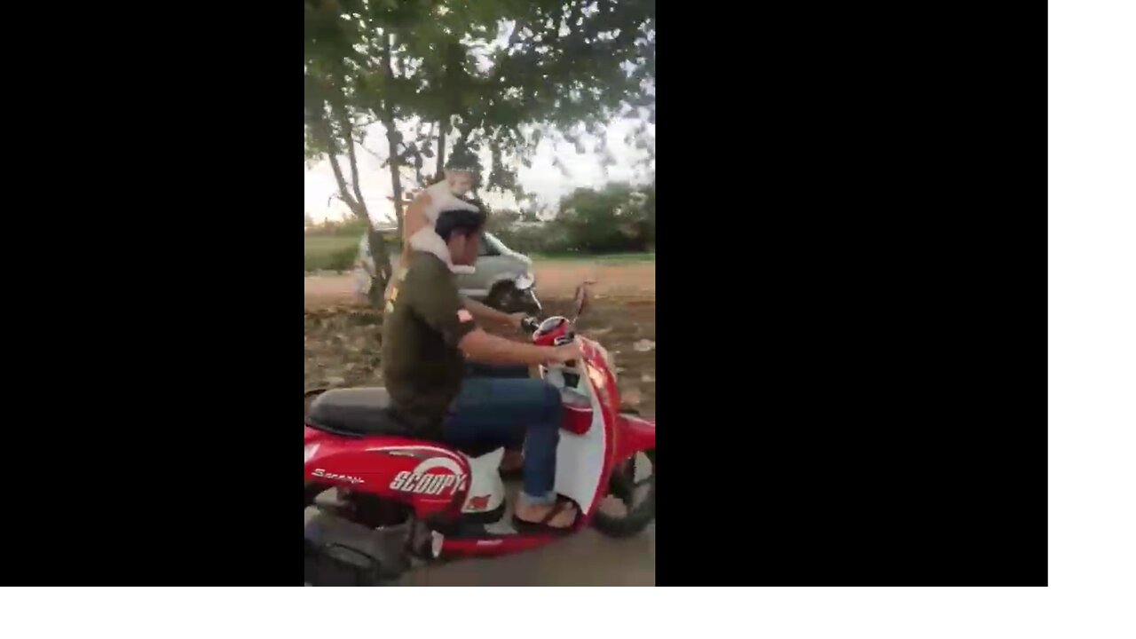 A cat join a human riding motorcycle and enjoying the view #10 😹😹 Funny Cute Cat Video