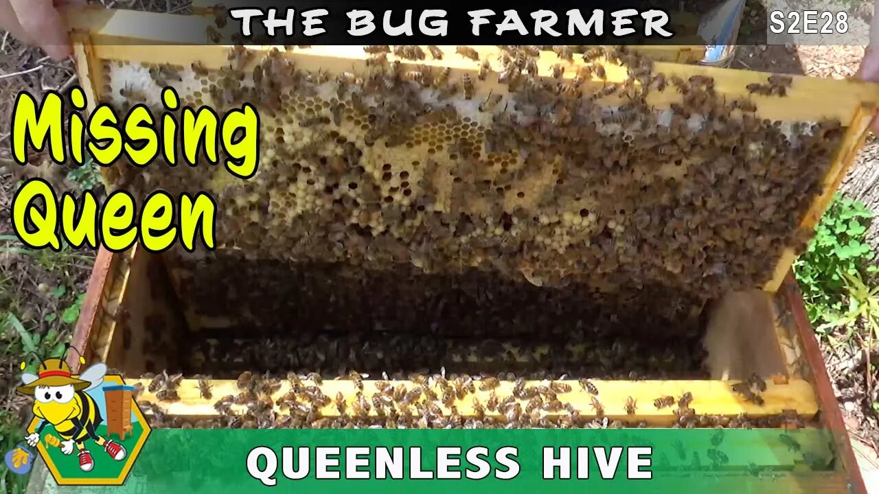 Green Queen MIA: Missing Green Queen results in and a walk-away split. Welcome Back Orange Hive!