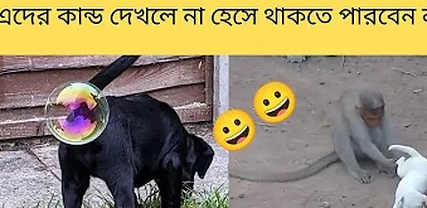 Funny animal video bangla | funny animal video 2023