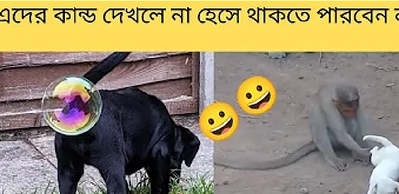 Funny animal video bangla | funny animal video 2023