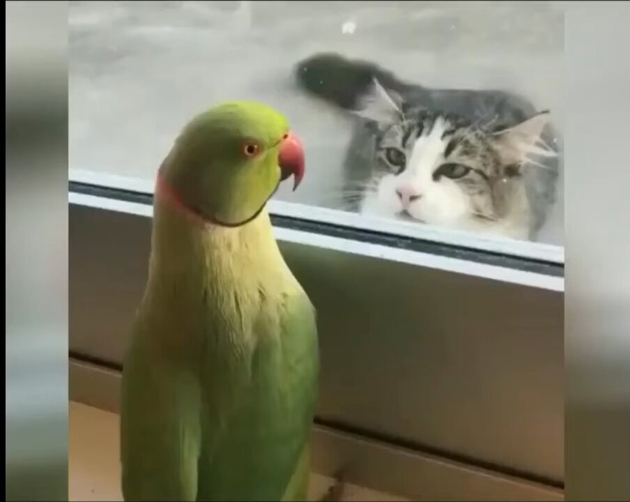 Cute kitten playing with smart parrot